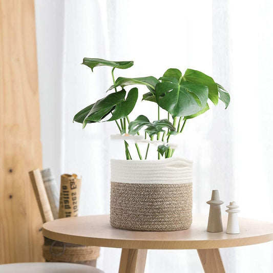 Woven Plant Basket