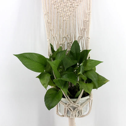 Hanging Macrame Plant